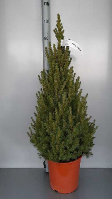 <h4>PICEA GL CONICA</h4>