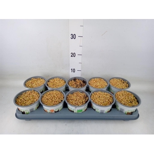 Hordeum sp.   ...kattegras zaai