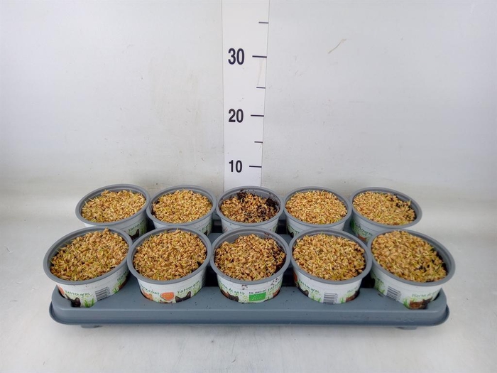 <h4>Hordeum sp.   ...kattegras zaai</h4>