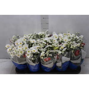 CRISANTEMO MINI P11 BRANCO