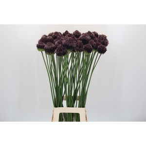 Allium Forelock