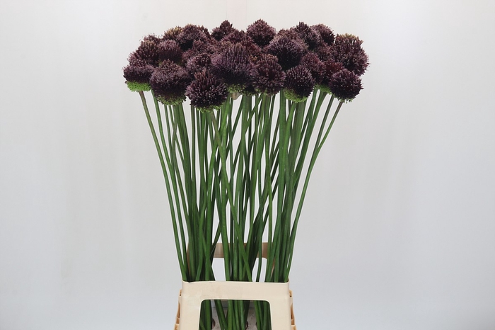 <h4>Allium Forelock</h4>