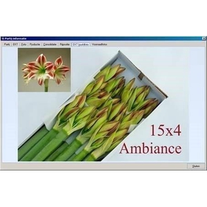 Hippeastrum ambiance