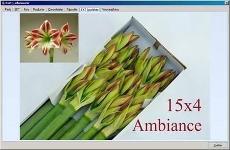 <h4>Hippeastrum ambiance</h4>