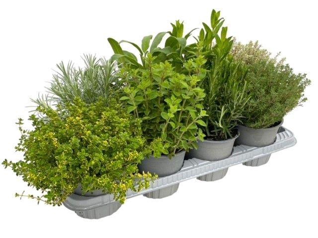 <h4>Italiaanse tuinkruiden gemengd - struik</h4>