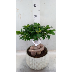 Ficus microcarpa 'Ginseng'
