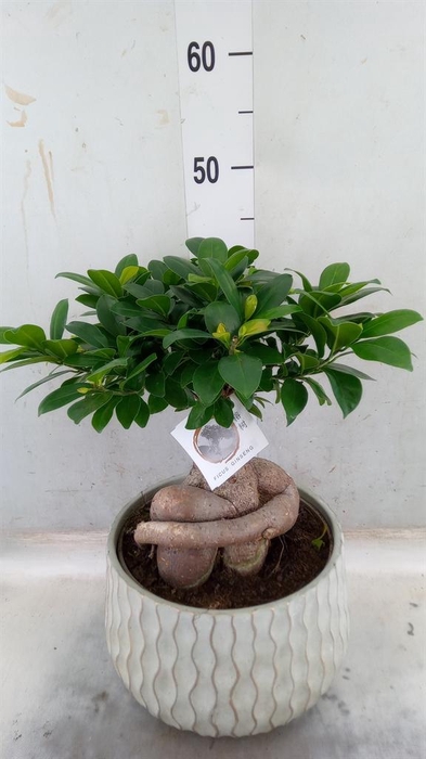 <h4>Ficus microcarpa 'Ginseng'</h4>