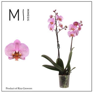 Phalaenopsis Formation 2 spike - 12cm | Mimesis