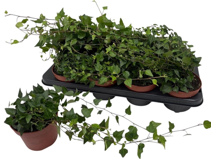 <h4>HED HE LADY KAY</h4>