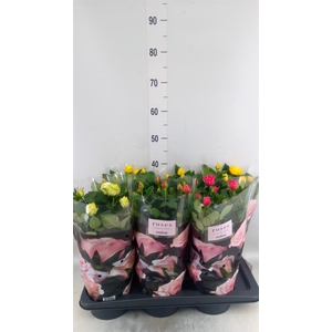 Rosa  'Palace'   ...mix 4