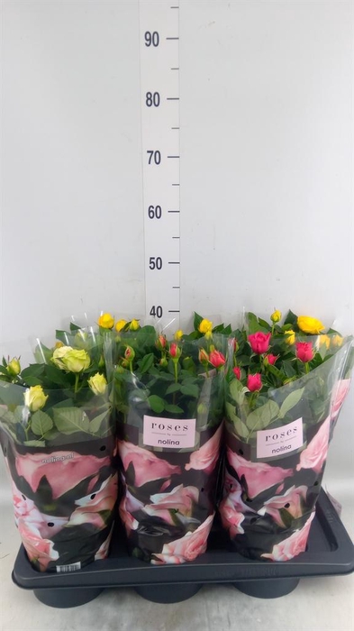 <h4>Rosa 'Palace' ...mix 4</h4>