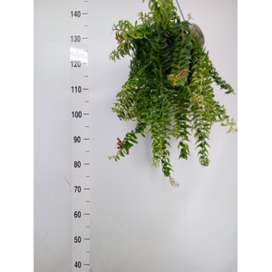 Aeschynanthus  'Twister'