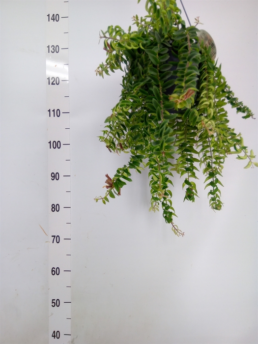 <h4>Aeschynanthus  'Twister'</h4>