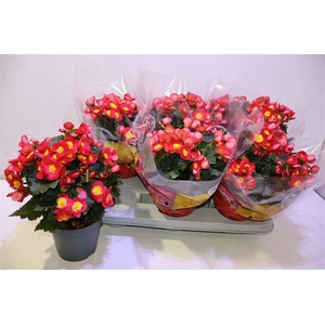 Beg En Valentin Pink