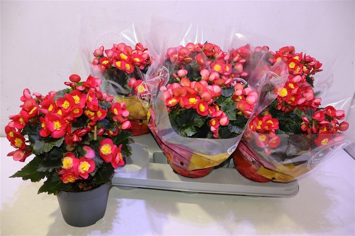 <h4>Beg En Valentin Pink</h4>