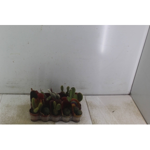 CACTUS MINI P06