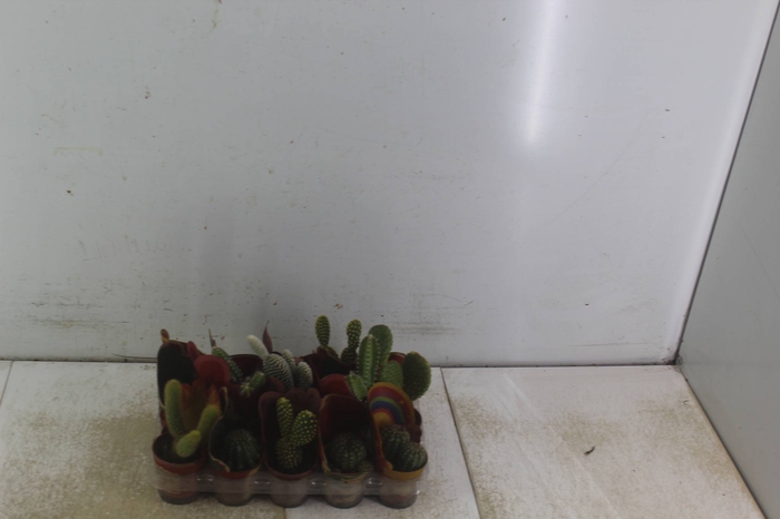<h4>CACTUS MINI P06</h4>