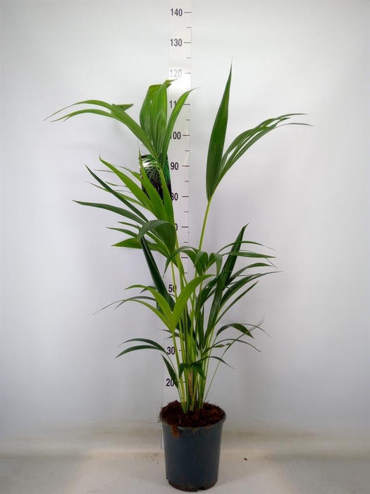 <h4>Howea forsteriana</h4>