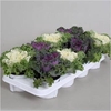 BRASSICA (SIERKOOL)