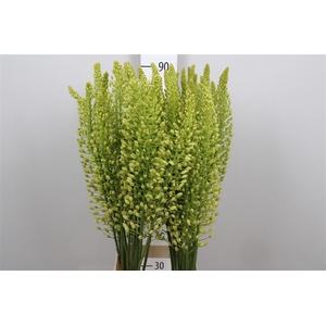 Eremurus Sh Yell Sun