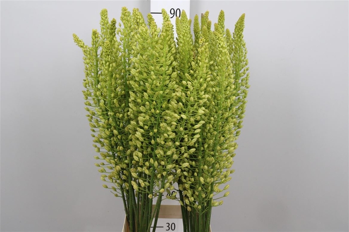 <h4>Eremurus Sh Yell Sun</h4>