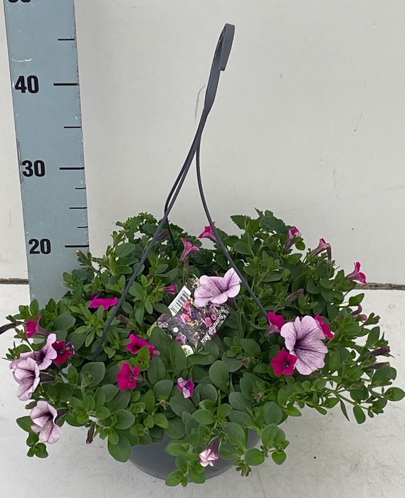 <h4>PERKPL GEM IN POT</h4>