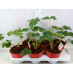 Fragaria vesca