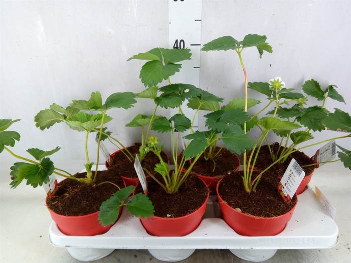 <h4>Fragaria vesca</h4>