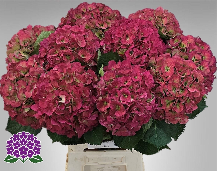 <h4>HYDR M ELBTAL CL</h4>