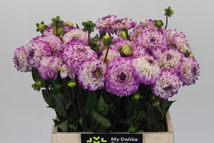 Dahlia Genova