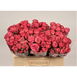 ROSA TR 'GRAND TRENDSETTER'
