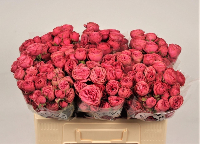 <h4>ROSA TR 'GRAND TRENDSETTER'</h4>