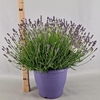 Lavandula angustifolia Essence Pur