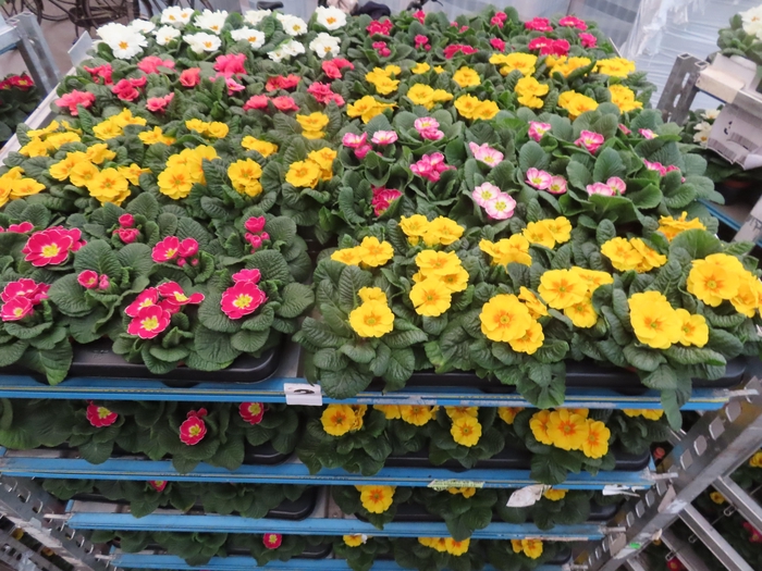 <h4>PRIM AC MIXK</h4>