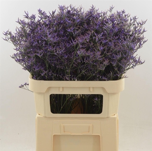 LIMONIUM  'SAFORA DARK BLUE'