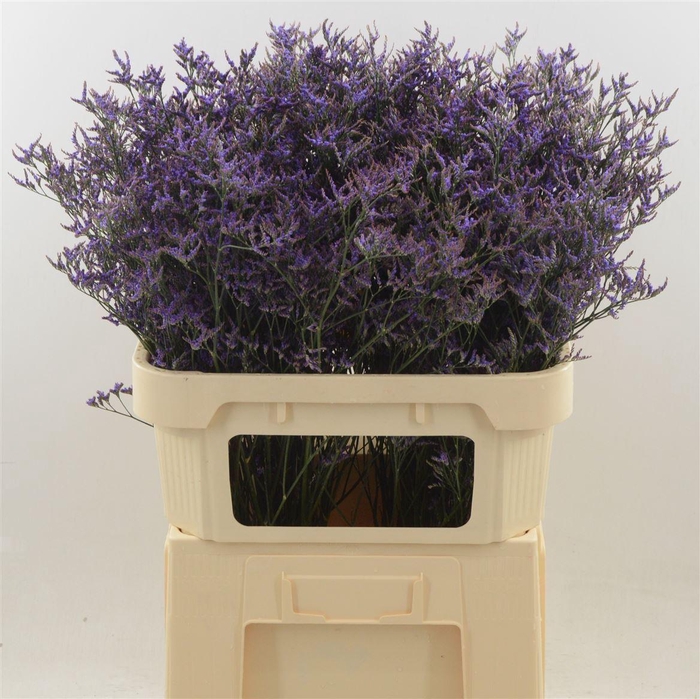 <h4>LIMONIUM  'SAFORA DARK BLUE'</h4>