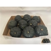 Cucurbita Groen