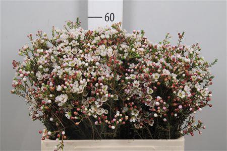 <h4>Chame Un Ella</h4>