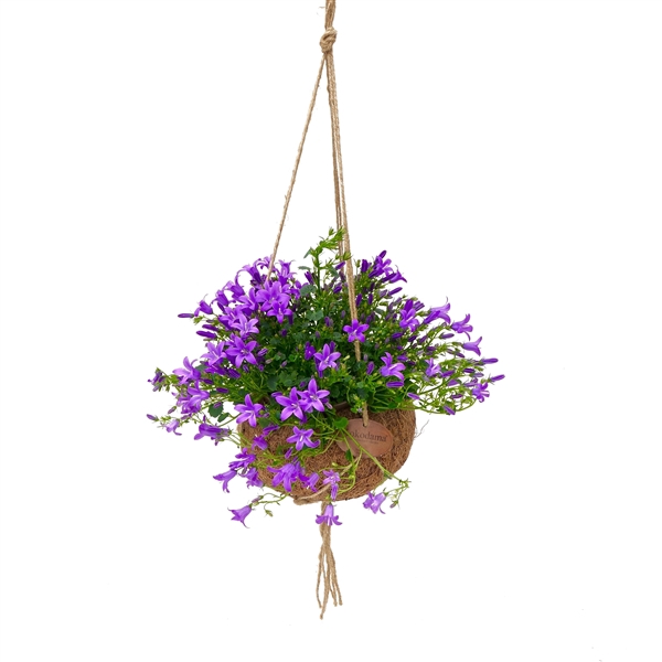 <h4>Kokodama 15 cm Campanula Ambella 'Addenda'</h4>