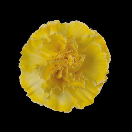 <h4>Dianthus St Yellow</h4>
