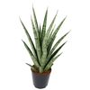 Sansevieria 'trifciata' Pineapple