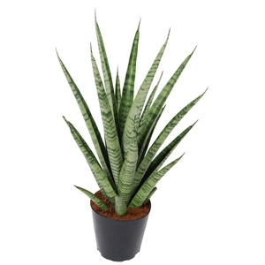 Sansevieria 'trifciata' Pineapple