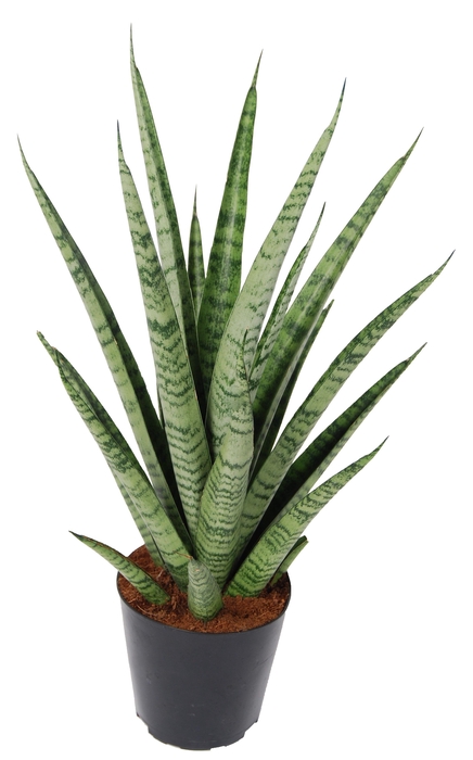 Sansevieria 'trifciata' Pineapple