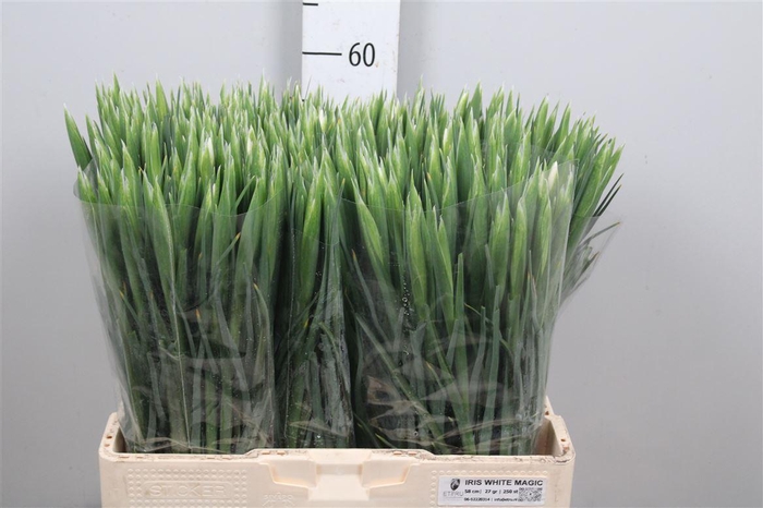 <h4>Iris White Magic</h4>