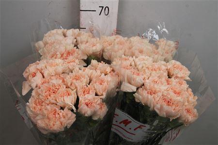 <h4>Di St Noviado</h4>