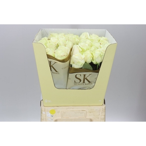 Rosa Gr Avalanche Sk