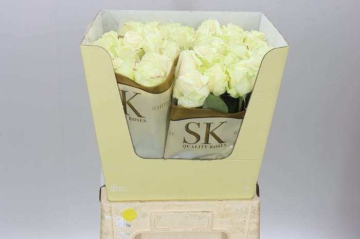 <h4>Rosa Gr Avalanche Sk</h4>