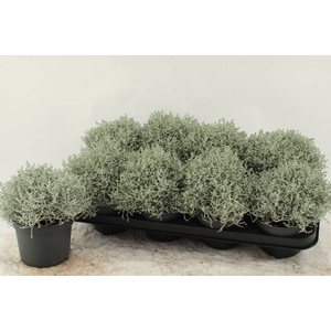 LEUCOPH BROWNII