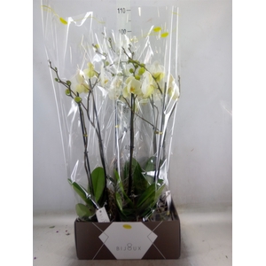 Phalaenopsis   ...white