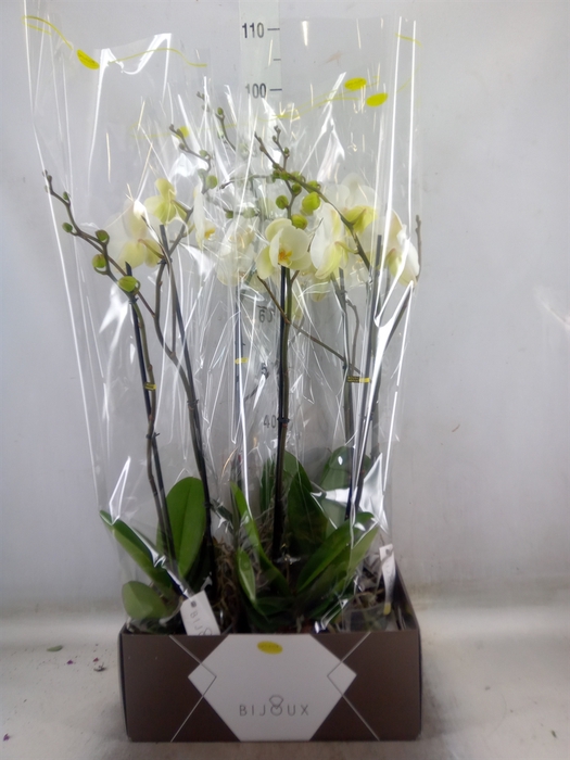 <h4>Phalaenopsis   ...white</h4>